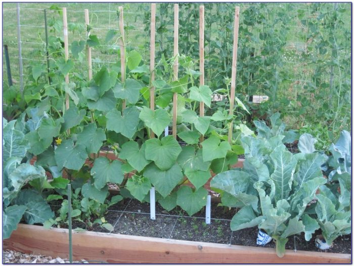 Square Foot Gardening Spacing Okra - Garden : Home Design Ideas #qLYjjgPY3P