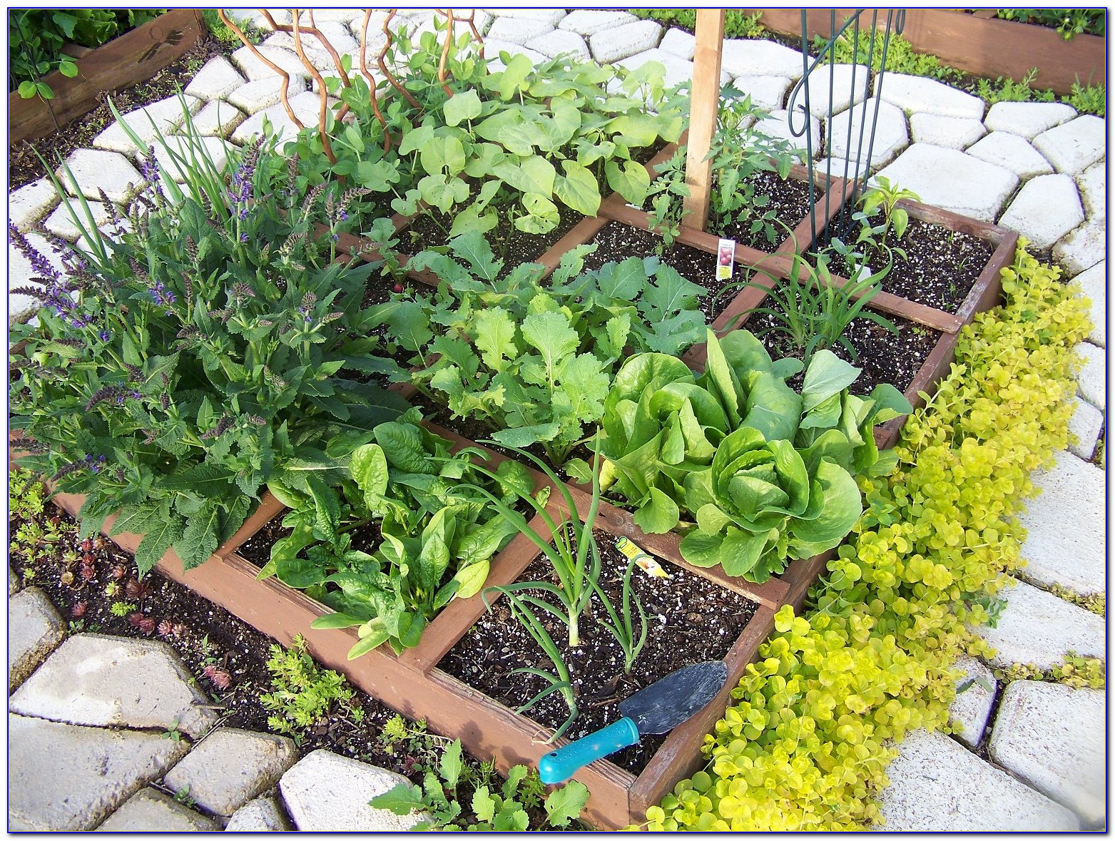 Square Foot Gardening Spacing Arugula - Garden : Home Design Ideas #