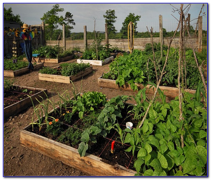 Square Foot Gardening Spacing Brussel Sprouts - Garden : Home Design